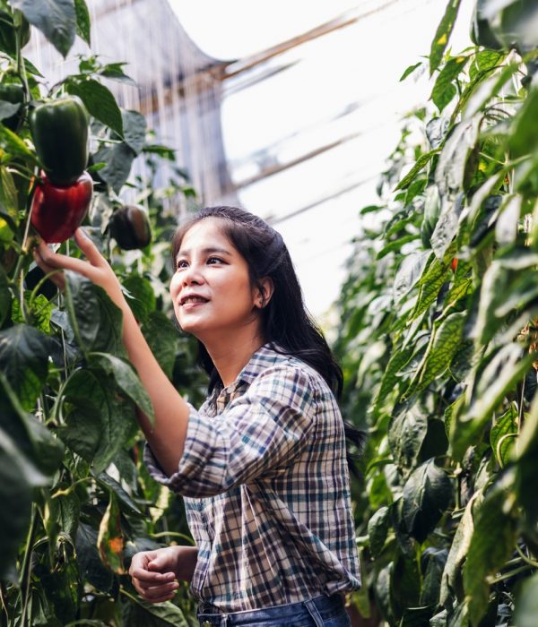 Farmer harvest bell pepper. agriculture and food production concept.